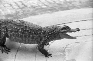 Alligator im Karlsruher Zoo.
