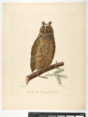Strix Otus. Linn. Die iunge mittlere Ohreule. - Waldohreule. Asio Otus; juv. - Zeichner: Ambrosius Gabler; Stecher: Johann Carl Bock