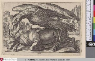 [Ein Adler greift einen Hirsch an; Eagle Attacking a Deer]