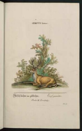 Ceruus luteus. Hirsch liechter oder gelblichter. Cerf jaunâtre. Familia II. Zweyhufig