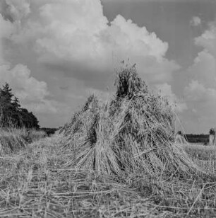 Landschaft bei Neschwitz : Neschwitz. Heuernte