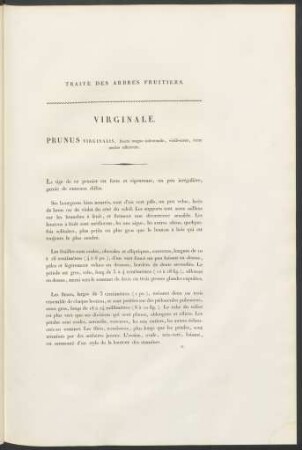 Virginale. Prunus Virginalis ...