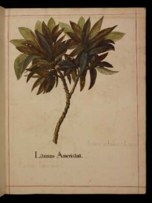 Laurus Americana