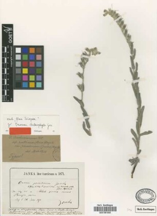 Onosma aucheriana DC. var. paradoxum (Janka) Hayek[type]