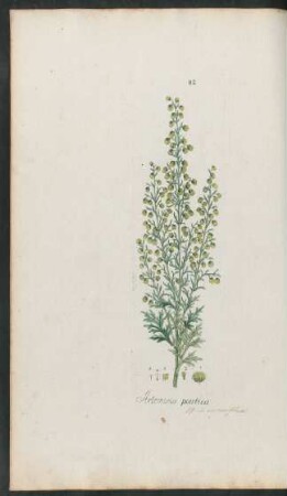 82. Artemisia pontica
