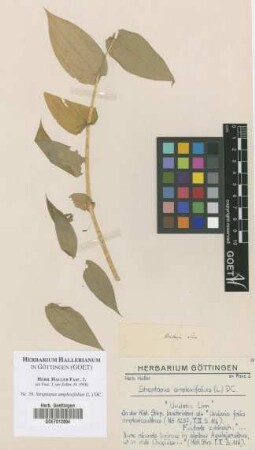 Streptopus amplexifolius (L.) DC.