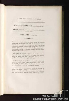 38. Grosse Reinette Rouge Tiquetée. Malus, Punctata, fructu maximo, punctato, hinc rubro, indè lutescente, acidè dulci, brumali.