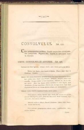 Convolvulus