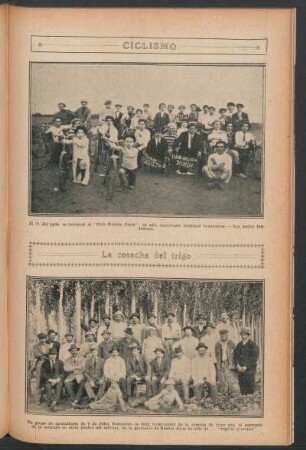 La cosecha del trigo