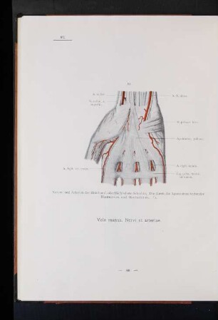 Vola manus. Nervi et arteriae.