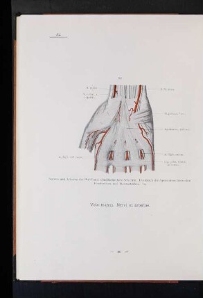 Vola manus. Nervi et arteriae.