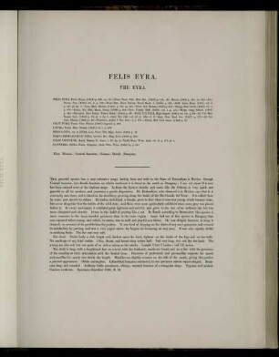 Felis Eyra