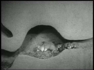 Biologie des Hamsters - 2. Sehende Junge, Brutpflege und andere Verhaltensweisen