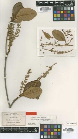 Clethra mexicana DC.