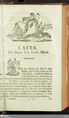 I. Acer. The Maple Tree. Erable. Ahorn
