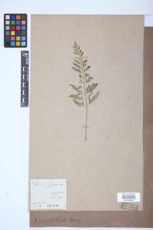 Asplenium bipartitum Bory ex Willd.