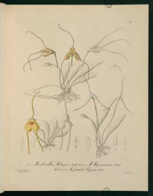 75r-75v, Masdevallia Meleagris...