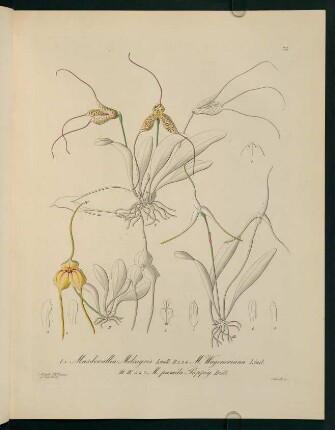 75r-75v, Masdevallia Meleagris...