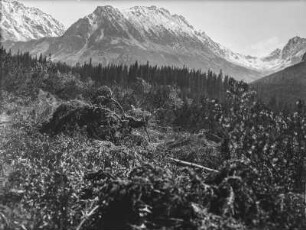 Berglandschaft : Blick über einen Wald auf ein Gebirge