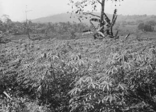 Tapiokafeld : Landschaft mit Feldern und Pflanzen