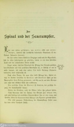 Der Spinat und der Sauerampher