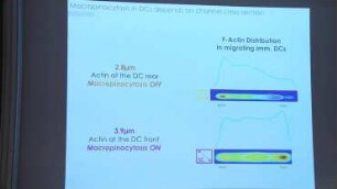 Dendritic Cell migration: from microfluidics to in vivo imaging