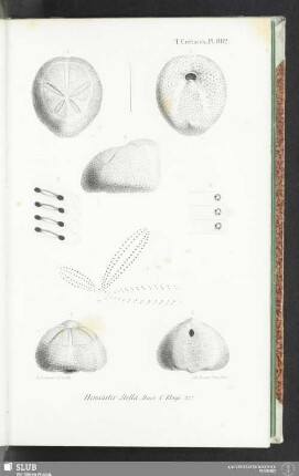 Pl. 882