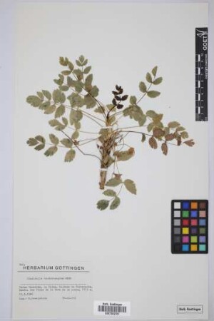 Pimpinella dendrotragium Webb & Berthel.