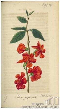 Pirus japonica