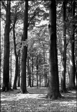 Marienwerder, Klosterwald