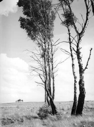 Landschaft