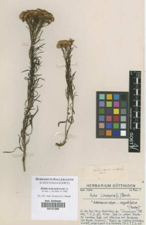 Aster linosyris (L.) Bernh.