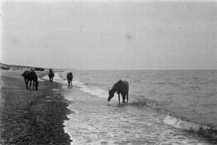 Pferde : Pferde am Ostseestrand bei Nida.