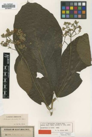 Nectandra sinuata Mez [type]