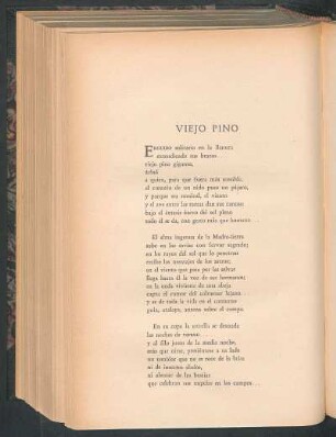 Viejo pino