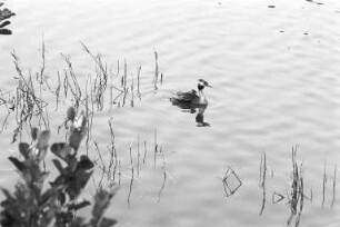 Naturschutz- und Vogelschutzgebiet "Erlachsee" im Oberwald