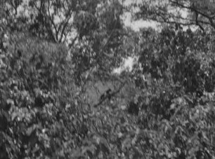 Wald : Dichter Wald