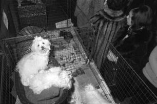 Yorkshire-Terrier-Club Karlsruhe. Zucht-Sonderschau beim Country-Club Knielingen