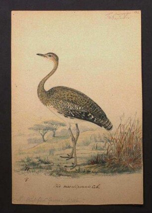 Otis maculipennis, Otis maculipennis (Cabanis, 1868)