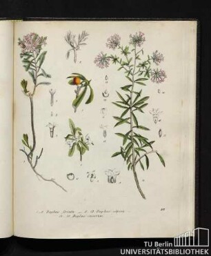 1. - 5. Daphne striata. / 6. - 13. Daphne alpina. / 14. - 18. Daphne cneorum.