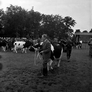 Kreistierschau: Exer: Landwirte mit Kühen