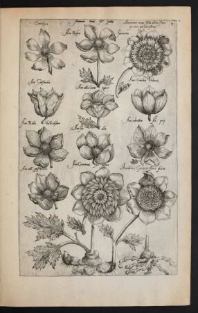 Taf. 4. [Anemone]
