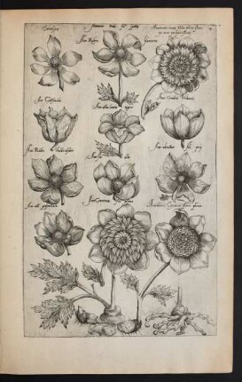 Taf. 4. [Anemone]
