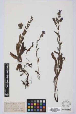 Echium plantagineum L.