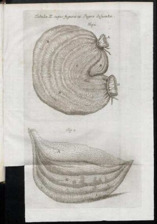 Tabula II. cujus figuræ ex Peyero defumtæ.