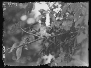 Kuckuck : Ausgeflogener Kuckuck (Cuculus canorus Linnaeus). Jungvogel.