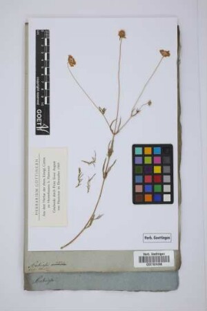 Scabiosa