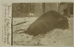 Bison bonasus (Linnaeus, 1758)