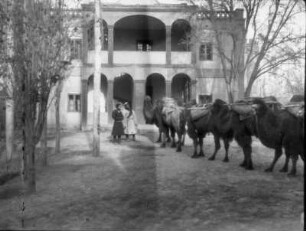 China. Sinkiang (Xinjiang). Kashgar. Kamelmarkt im Stadtteil Hancheng