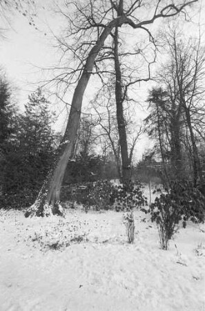 Fällung von 42 kranken und bruchgefährdeten Bäumen im Schlossgarten Durlach